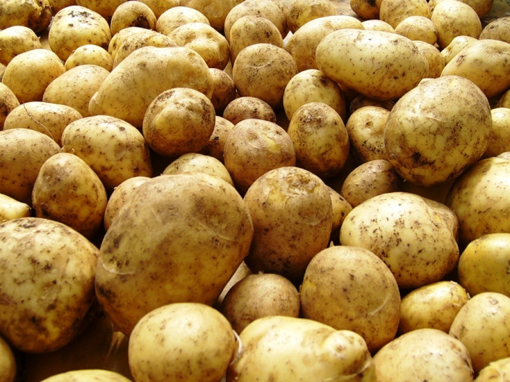Зараженный молью картофель