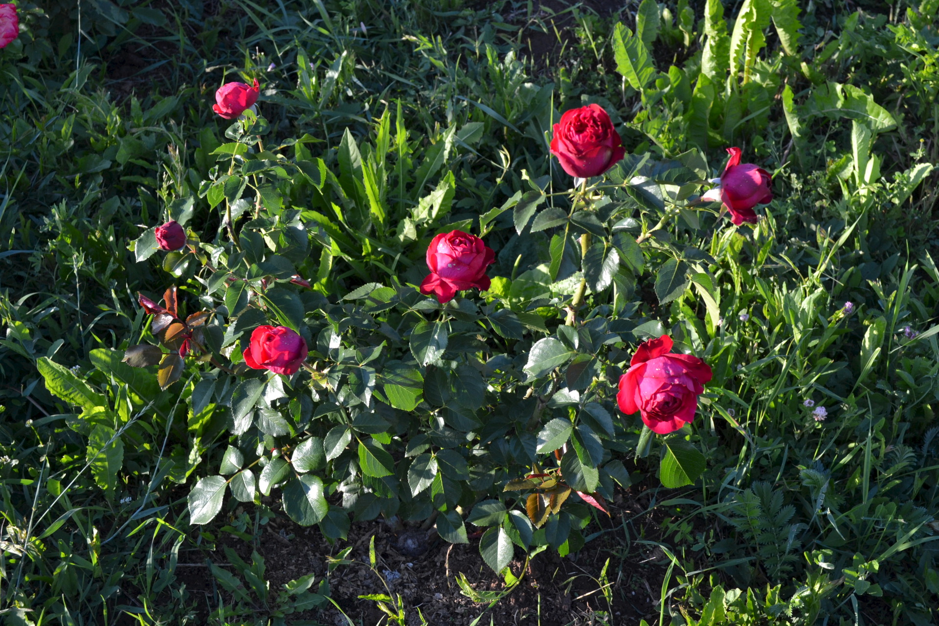 Фотография розы в саду