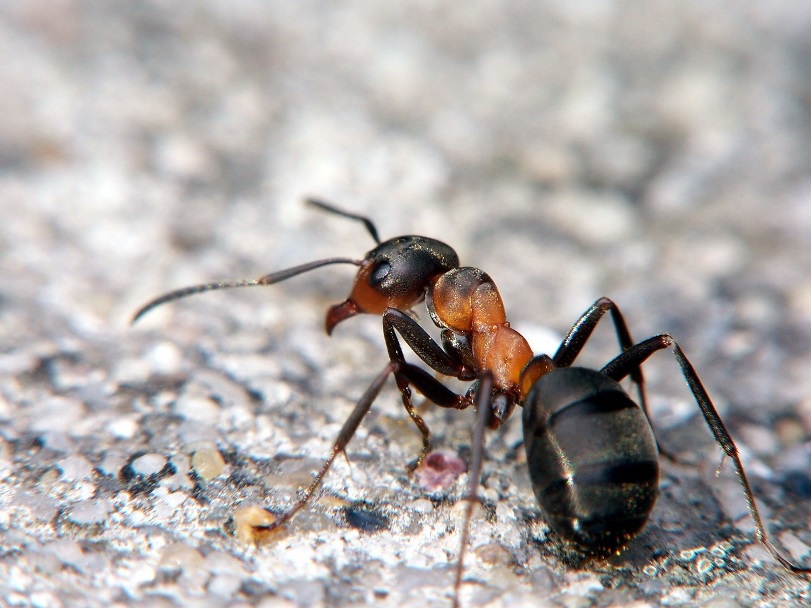 Садовый муравей