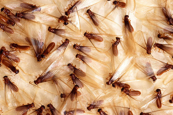Спаривание летающих муравьев