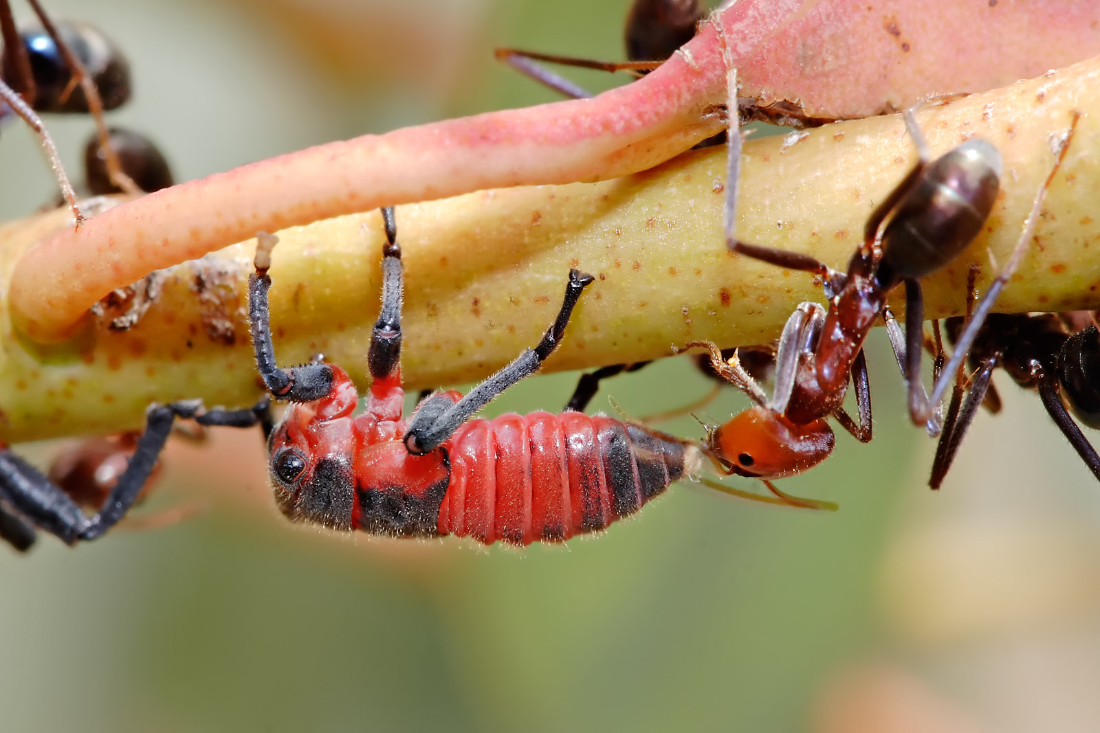 Красногрудый муравей древоточец
