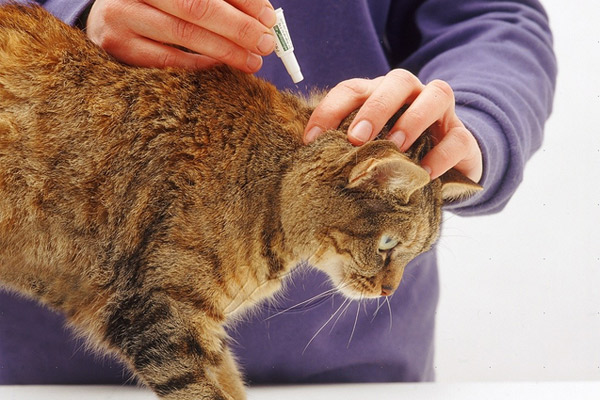 Противоблошиные капли в большинстве случае к беременным кошкам не применяются