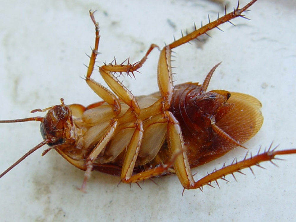 Чего боятся тараканы больше всего: запахов или холода