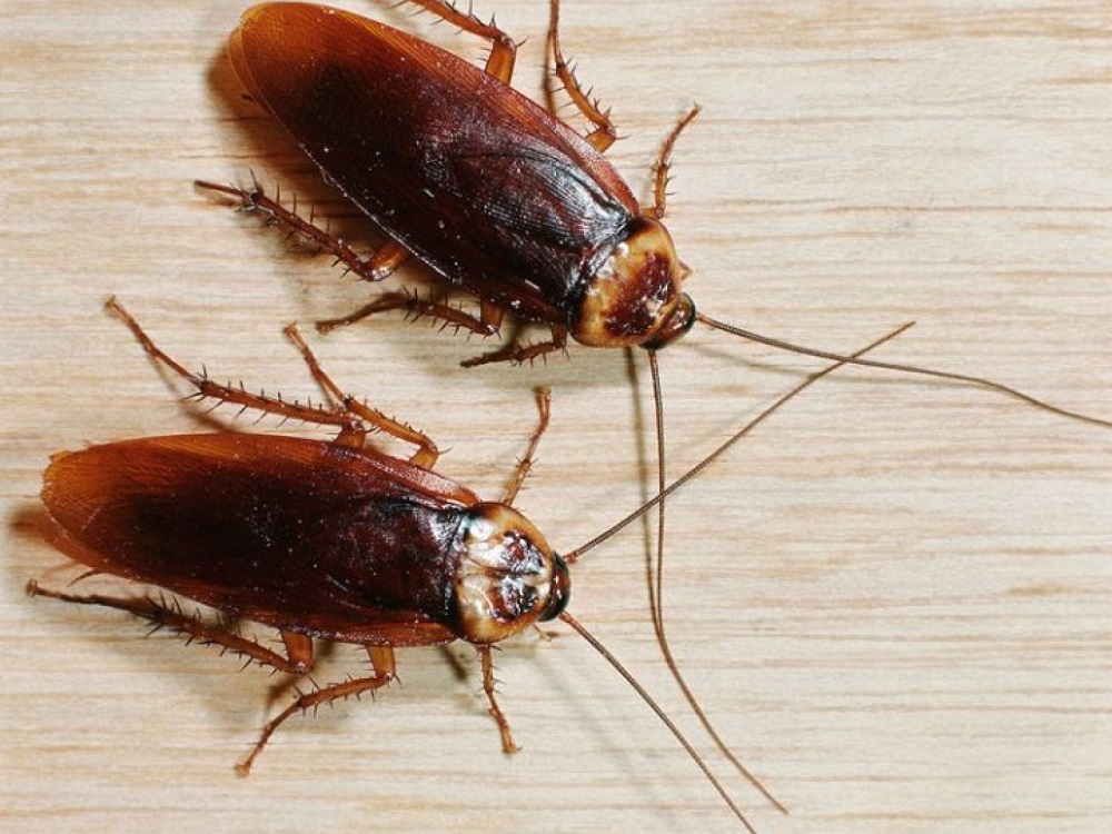 Чего боятся тараканы больше всего: запахов или холода