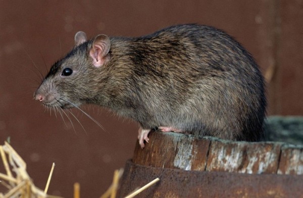 Крысу в курятник привлекает изобилие пищи