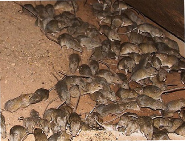 Если не бороться с крысами, последствия могут быть катастрофическими