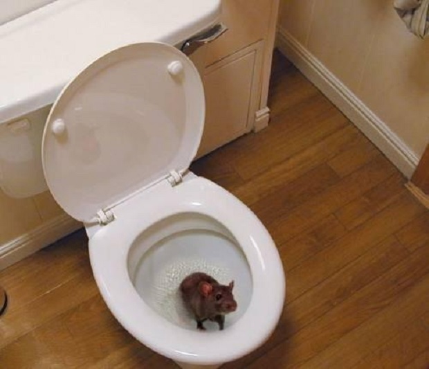 Крысы могут проникнуть в дом через канализацию