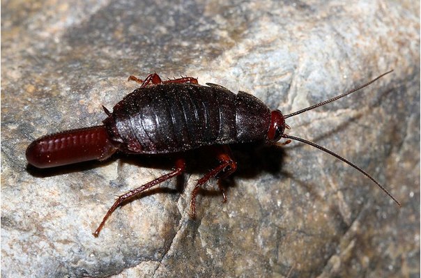 Фото самки таракана с оотекой