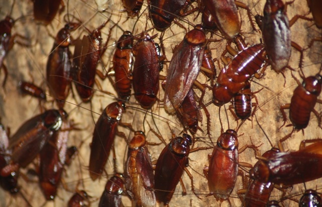 Тараканы гибнут от контактно-кишечного воздействия