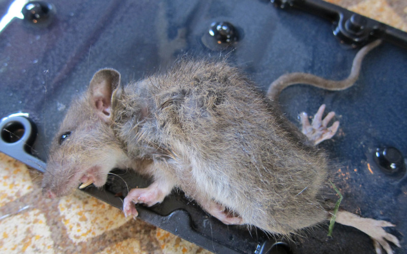 Крысы подлежат обязательному уничтожению