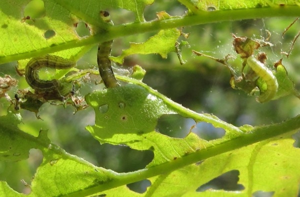Гусеница листовертки