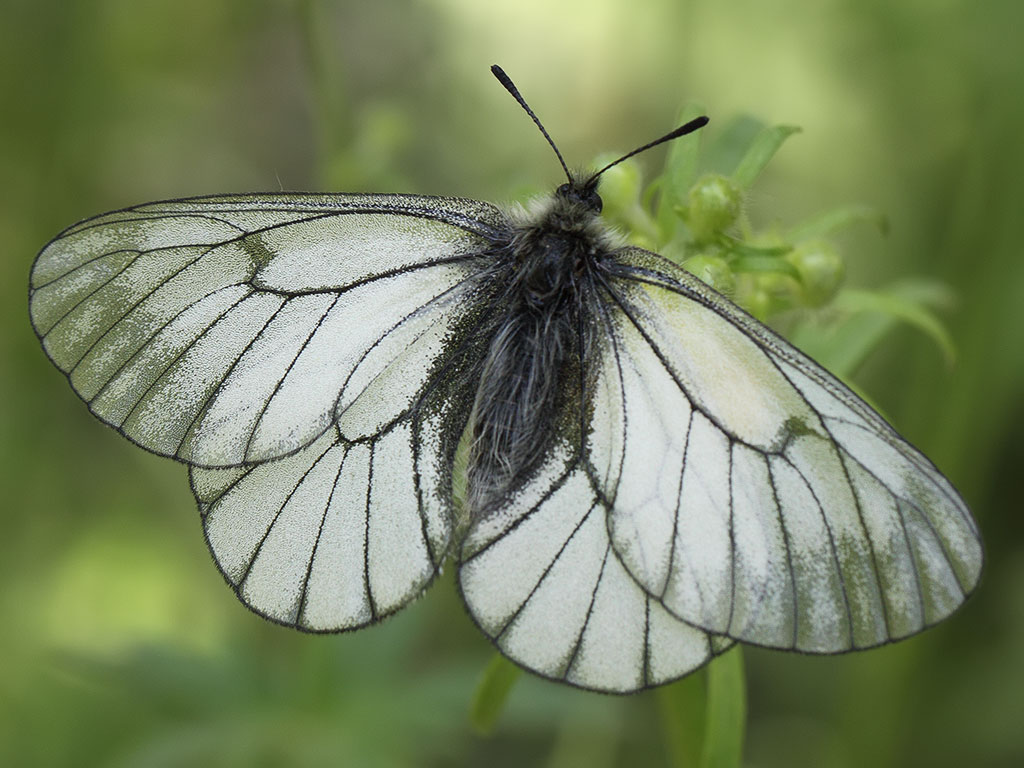 Боярышница - фото бабочки