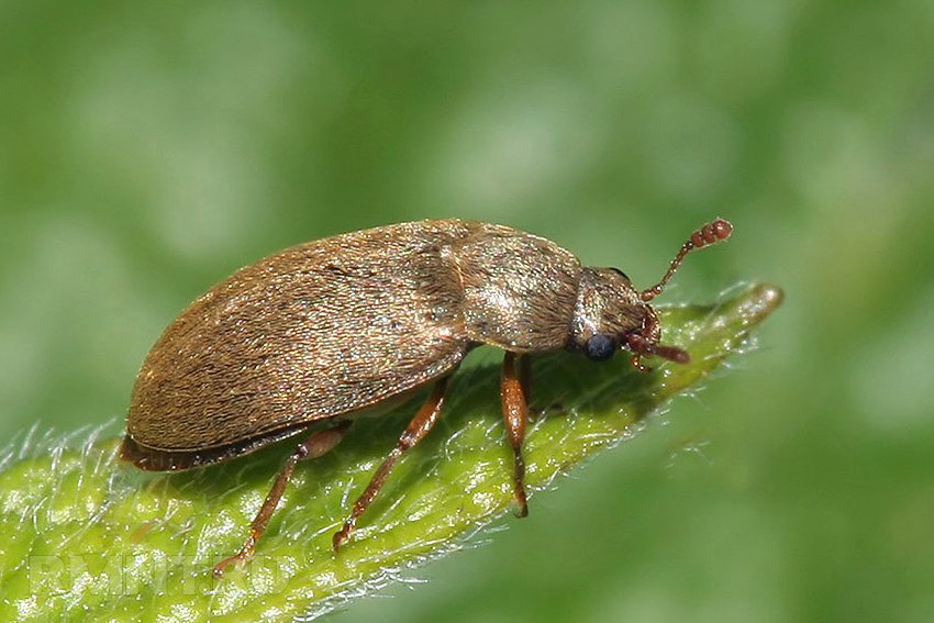 Малинный жук: фото вредителя