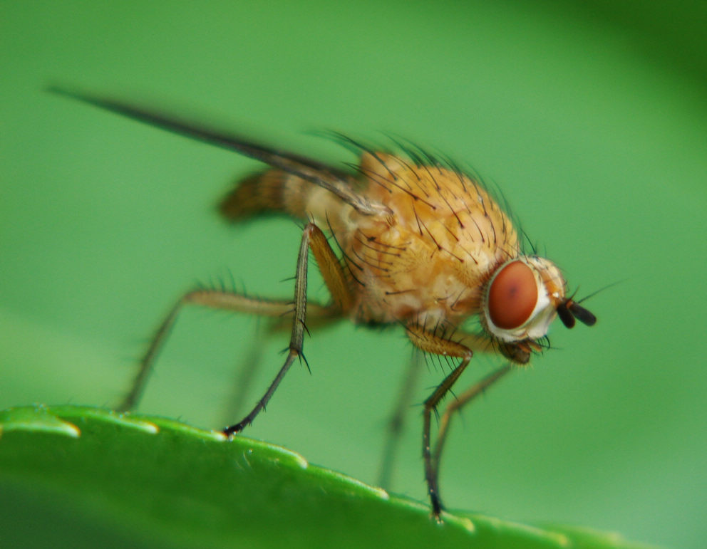 Малинная стеблевая муха: фото самки