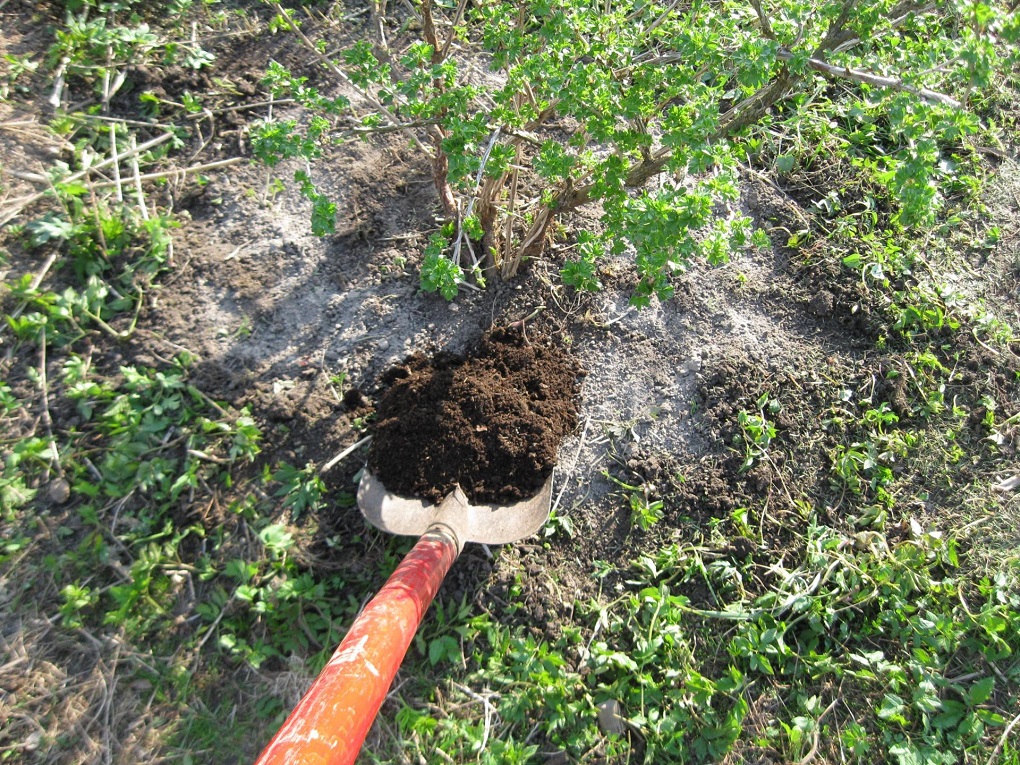Почва под кустом должна быть ухоженной и удобренной