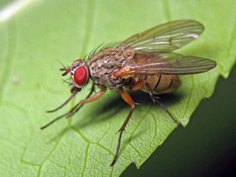 Капустная муха: фото самки