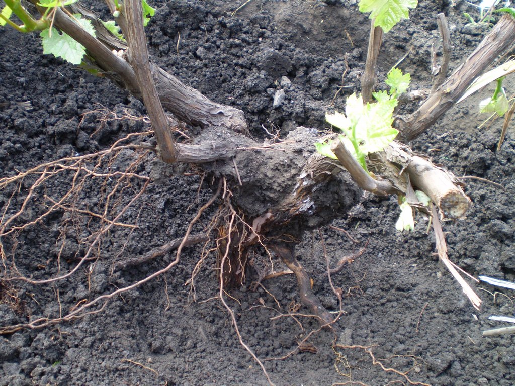 При посадке новых кустов внимательно обследуйте корни на предмет наличия тли
