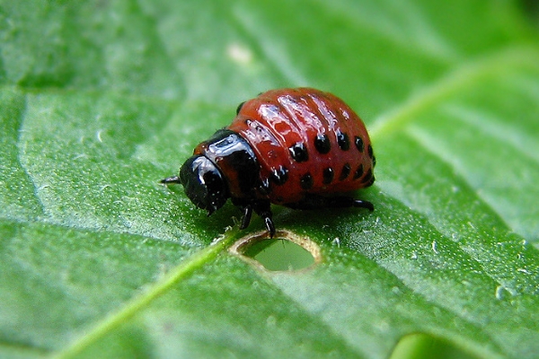 Личинка колорадского жука крайне вредоносна