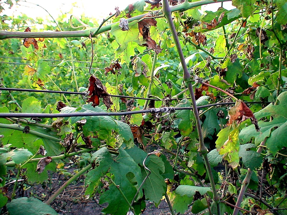 Оидиум на винограде: фото пораженного виноградника