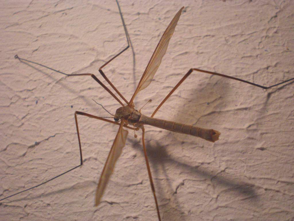 Самка малярийного комара крупнее самца