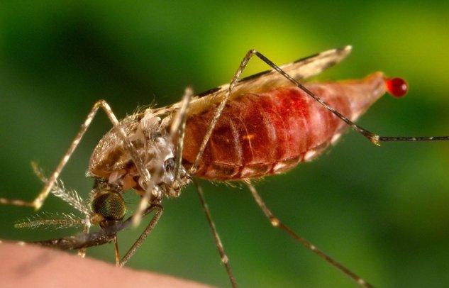 Малярийный комар в момент поражения