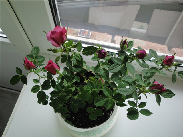 Фотография комнатной розы