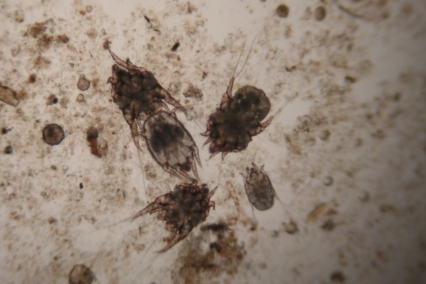 Ушной клещ у кошки под микроскопом