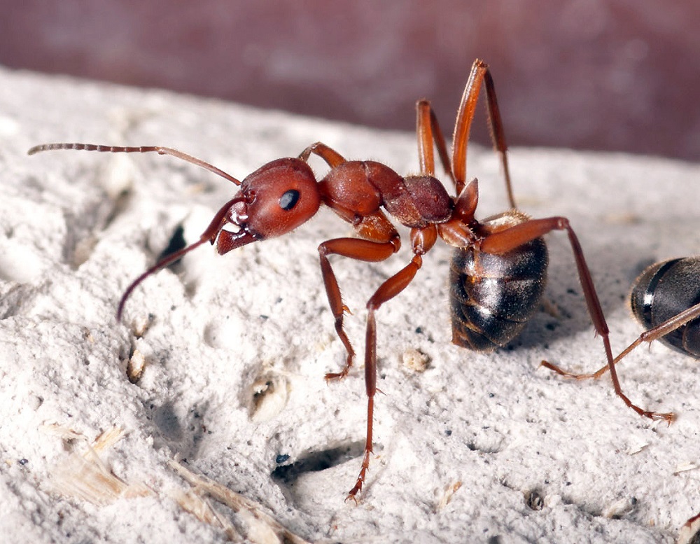 Домашний муравей