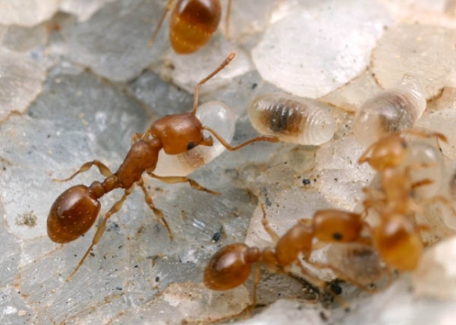 Взрослый муравей и яйца