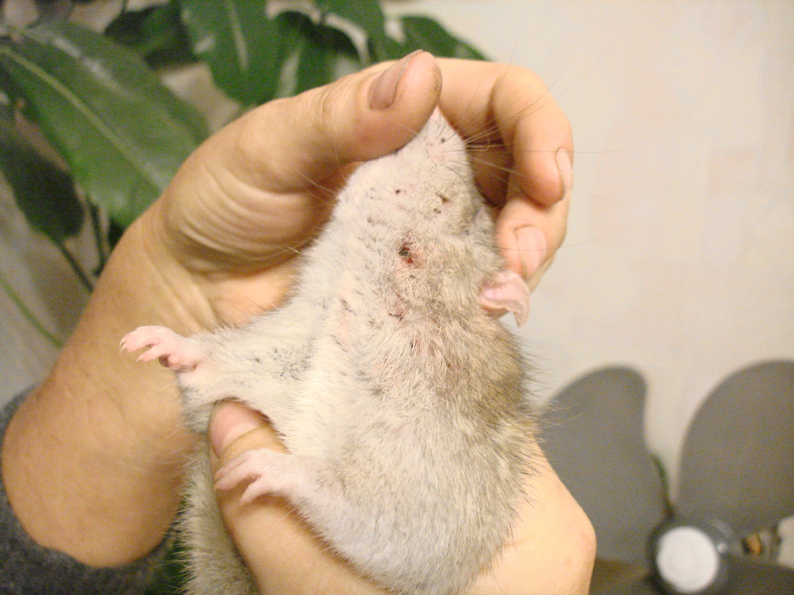 Домашняя крыса страдает от блох