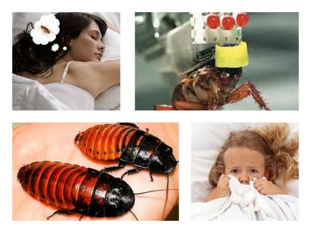 Толкование сна о тараканах зависит от многих факторов