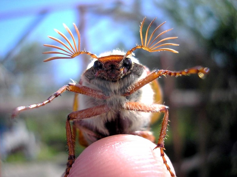 Майский жук - фото взрослого насекомого