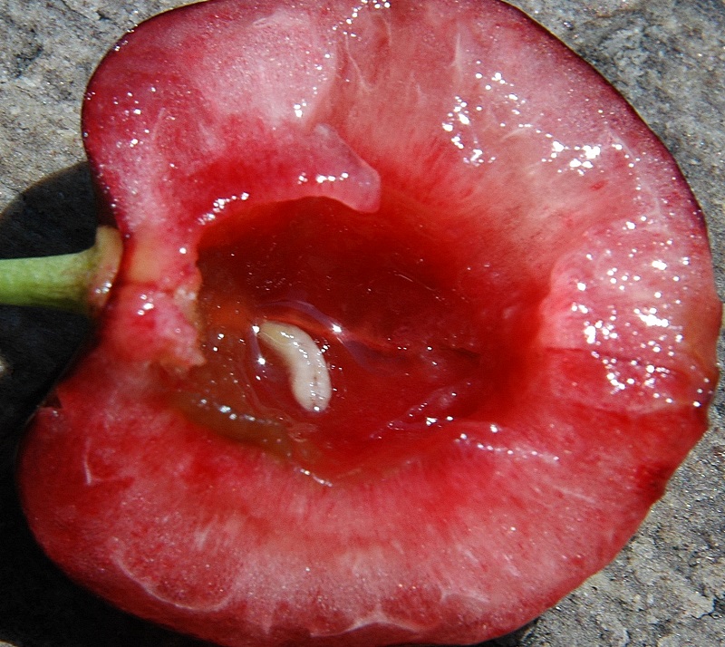 Личинка внутри вишни