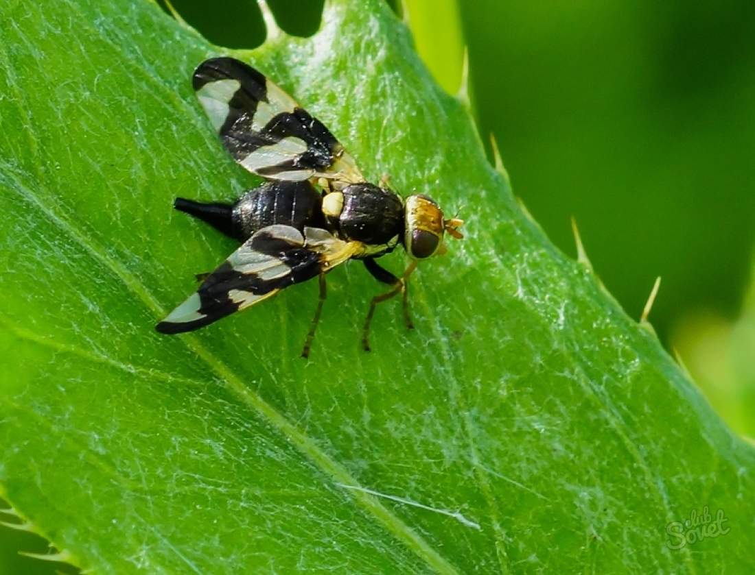 Вишневая муха - фото взрослой самки