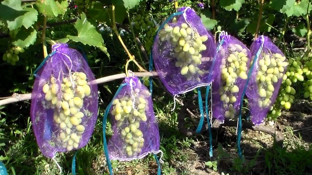 Защитные колпаки для гроздей