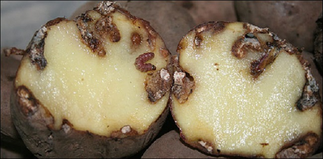 Гусеницы картофельной моли