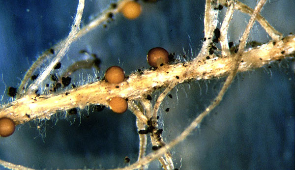 Химикаты воздействуют и на червяков, и на почвенные цисты