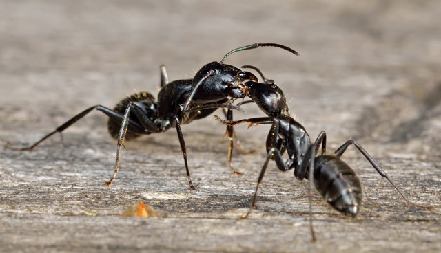 Черный муравей - частый гость в саду и в доме
