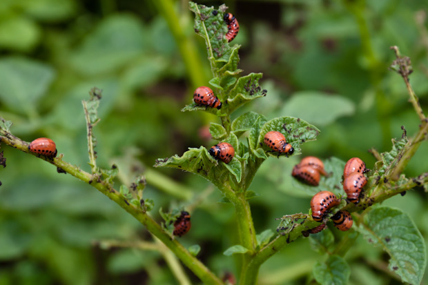 Колорадский жук переносит даже очень морозную зиму в земле, а летом способен уничтожить на 100% картофельную посадку