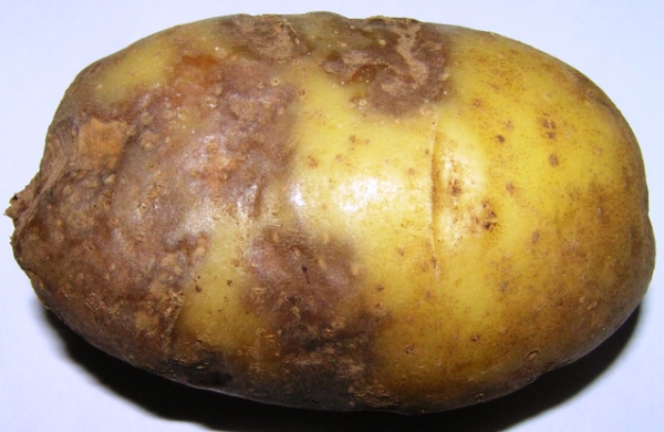 Фитофтороз картофеля: фото пораженного клубня