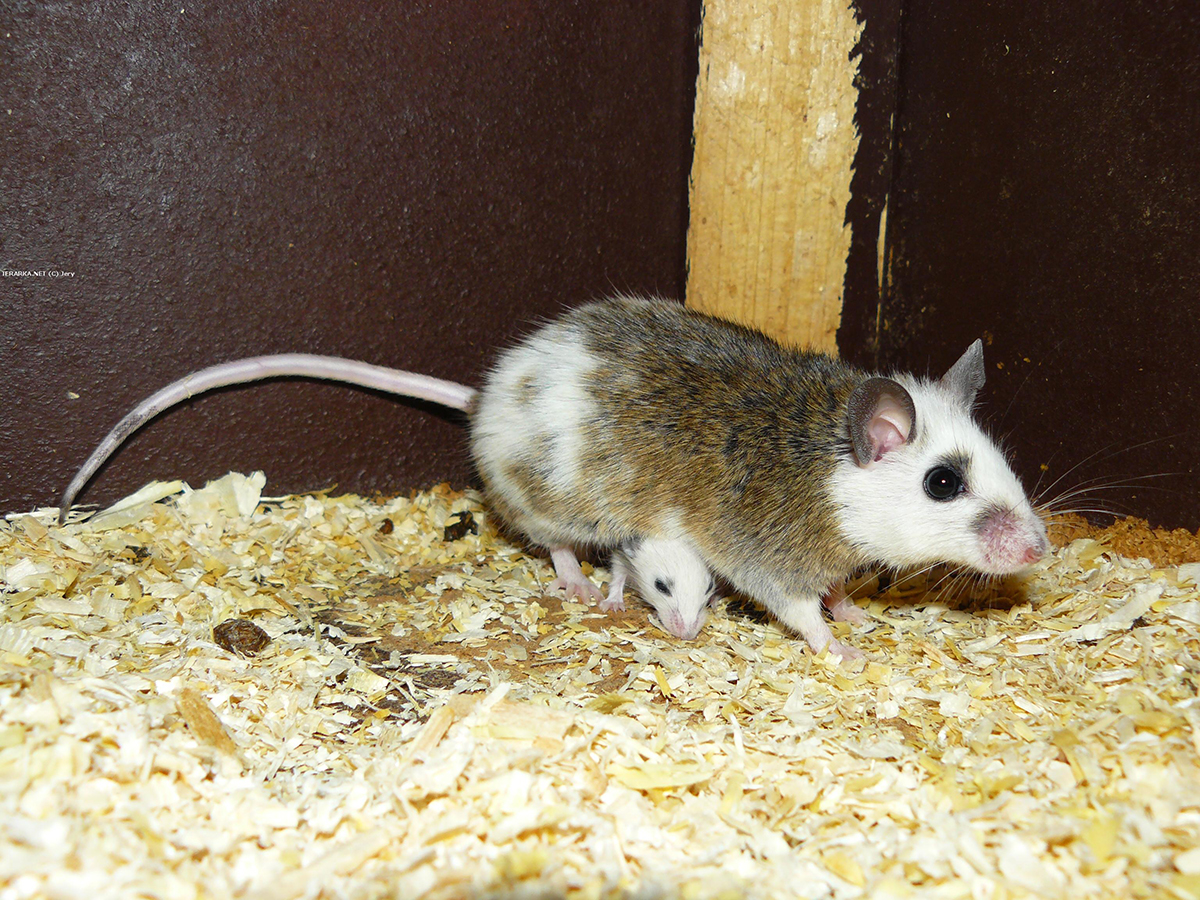 Мышь многососковая - обладает признаками и крыс, и мышей