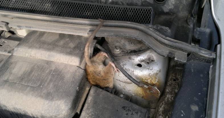 Мыша в машине - большая проблема для автомобилиста