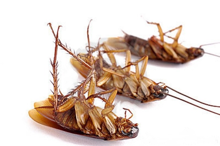 Фипронил - ядовитый компонент и действует на тараканов убийственно