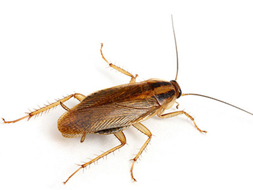 Тараканы быстро адаптируются к любым средствам борьбы, включая химикаты