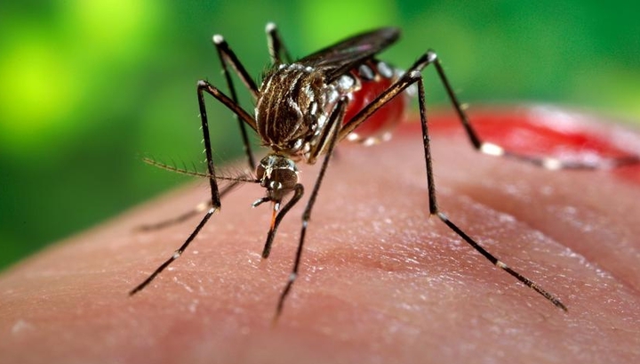 Комаров игнорировать нельзя, иначе не избежать серьезного ущерба здоровью